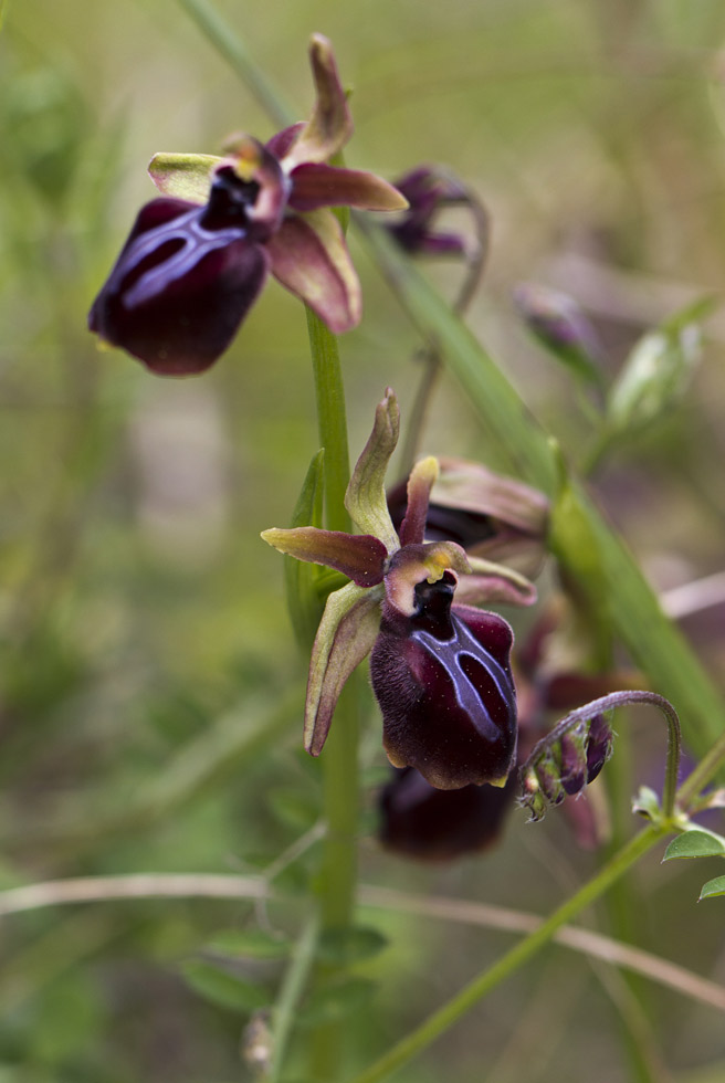 Изображение особи Ophrys mammosa.