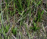 Epipactis palustris. Молодые растения (вид сбоку). Украина, Херсонская обл., Голопристанский р-н, о-в Тендровская Коса, северо-западная часть. 26 мая 2007 г.