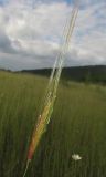 Triticum boeoticum