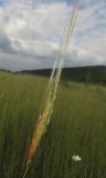 Triticum boeoticum. Соцветие. Крым, Байдарская долина, окр. с. Тыловое, сухой луг. 9 июня 2016 г.