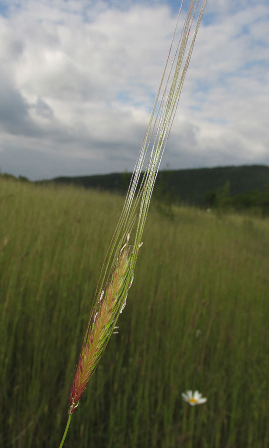 Image of Triticum boeoticum specimen.