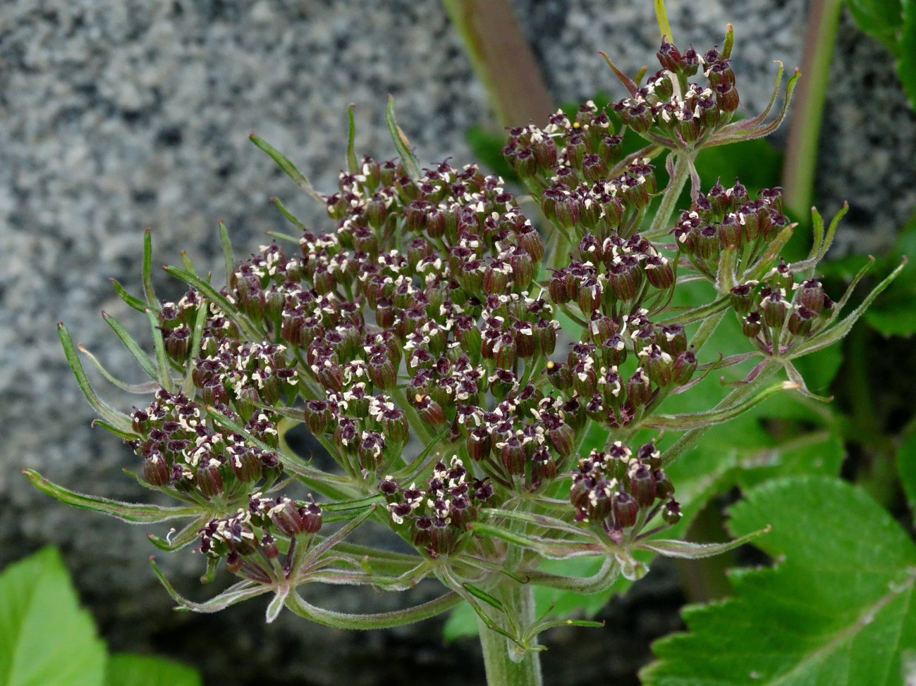 Image of Coelopleurum gmelinii specimen.