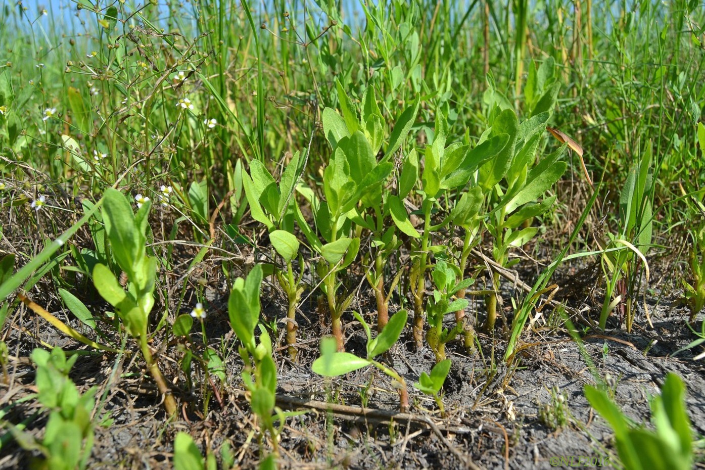 Изображение особи Sphaeranthus strobilifer.