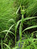 genus Scirpus. Верхушки цветущих растений. Приморье, Находкинский городской округ, окр. пос. Ливадия, у ручья. 04.07.2016.