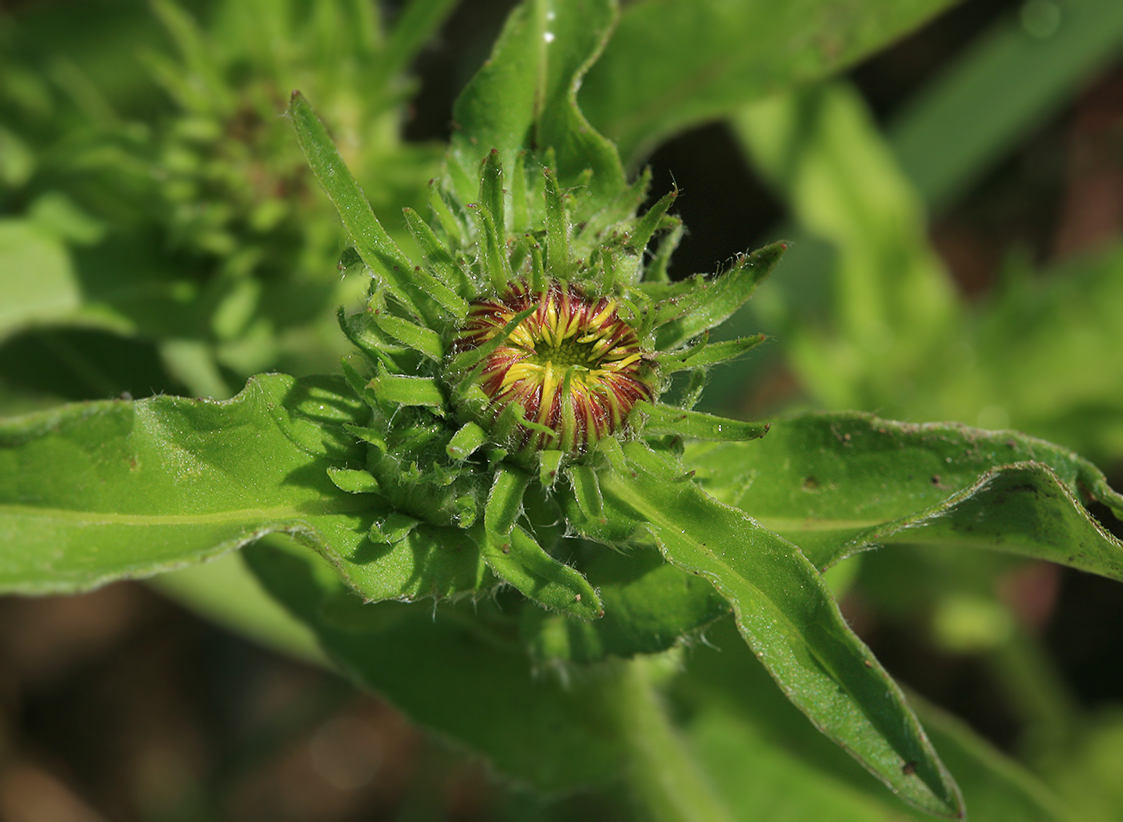 Image of Inula britannica specimen.