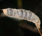 Image of taxon representative. Author is Виталий Гуменюк