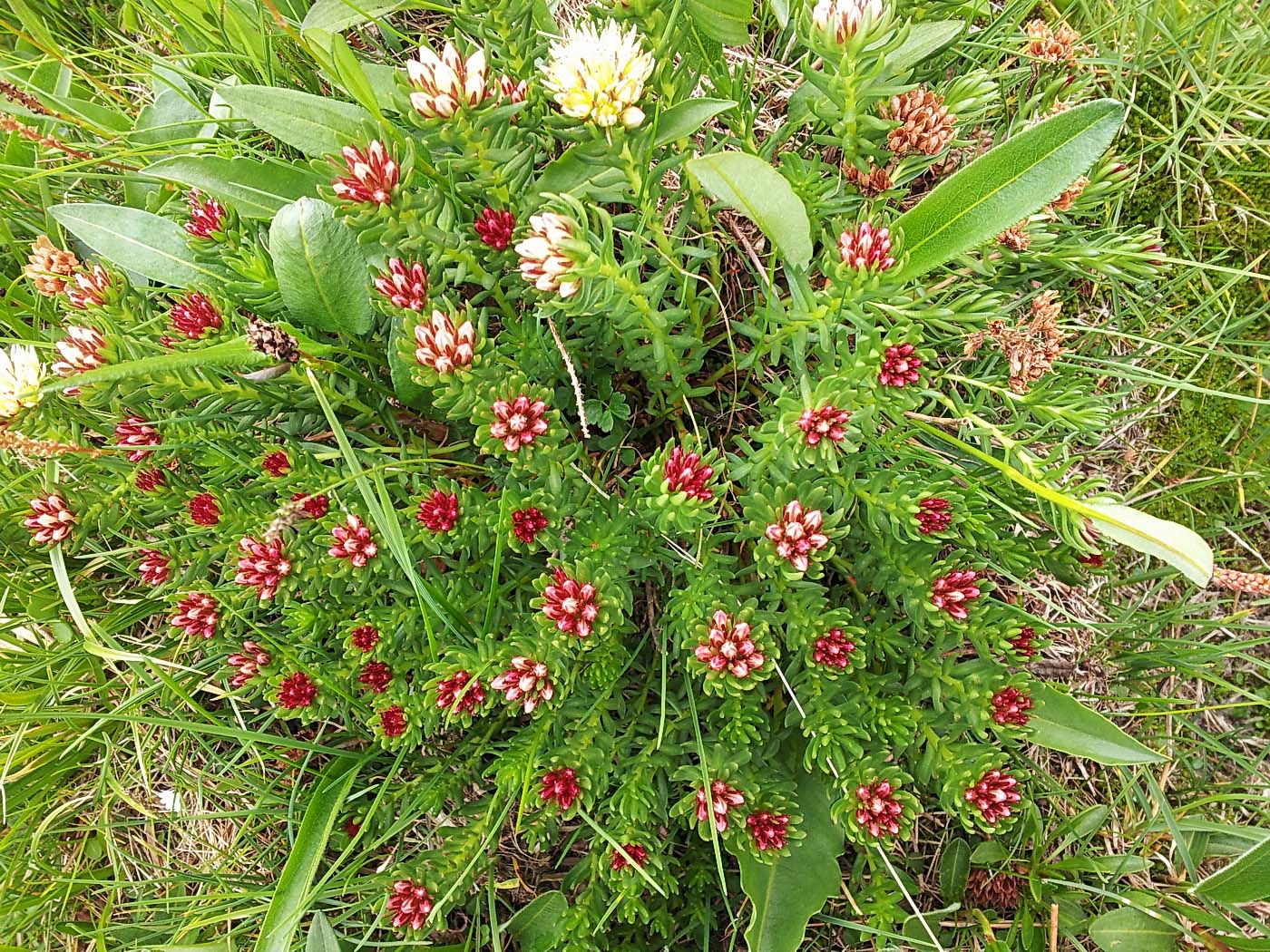 Изображение особи Rhodiola algida.