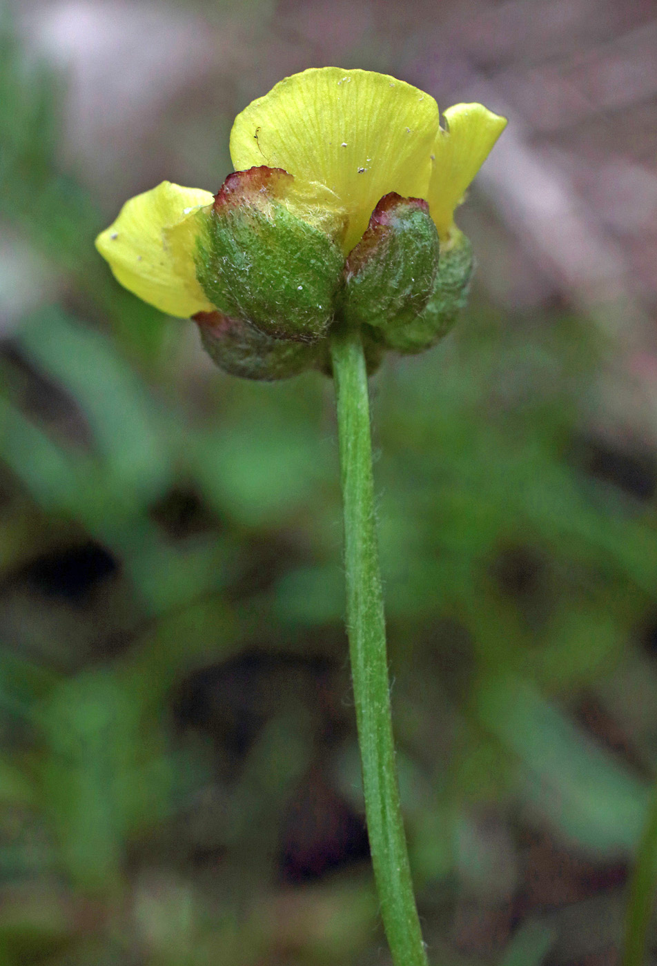 Изображение особи Ranunculus rubrocalyx.