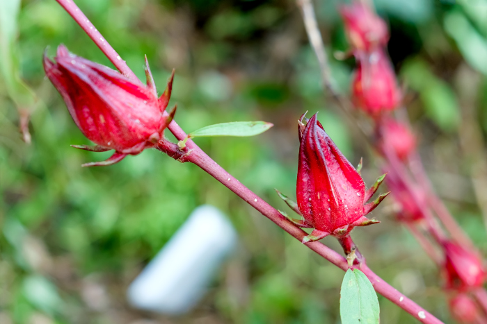 Изображение особи Hibiscus sabdariffa.