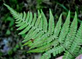 Dryopteris filix-mas