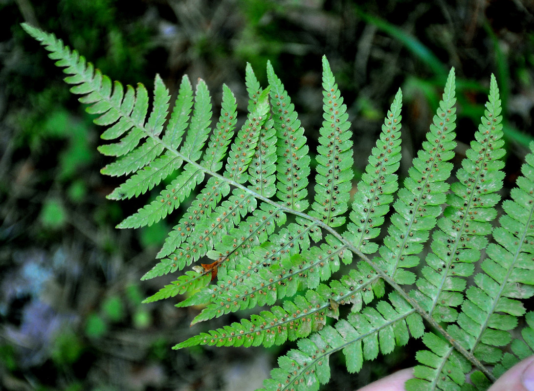 Изображение особи Dryopteris filix-mas.