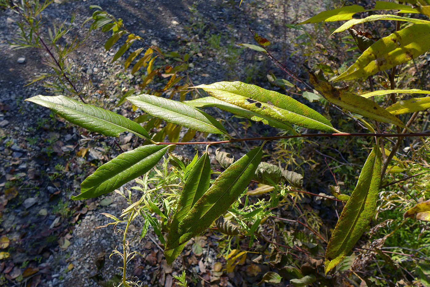 Image of Salix &times; vorobievii specimen.