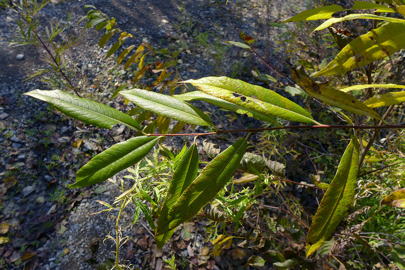 Изображение особи Salix &times; vorobievii.