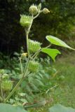 Abutilon theophrasti