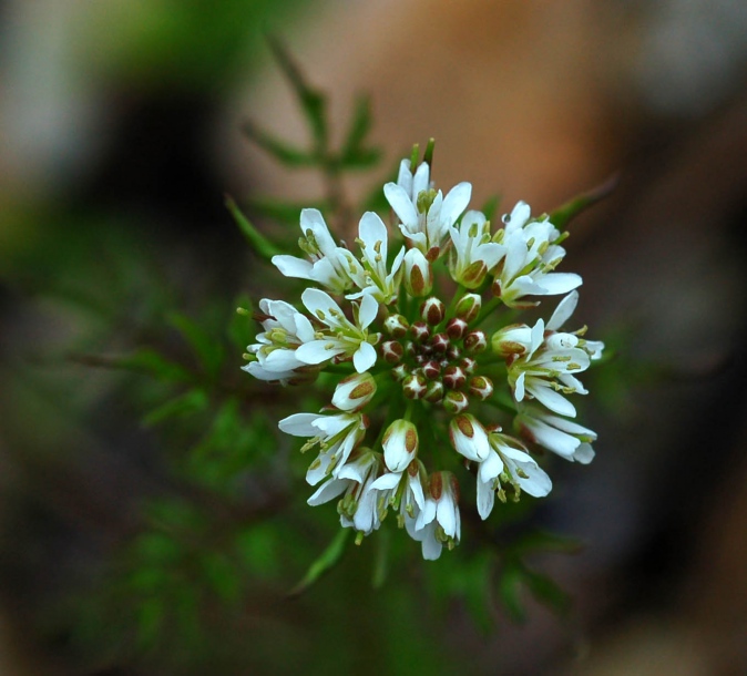 Image of Cardamine impatiens specimen.