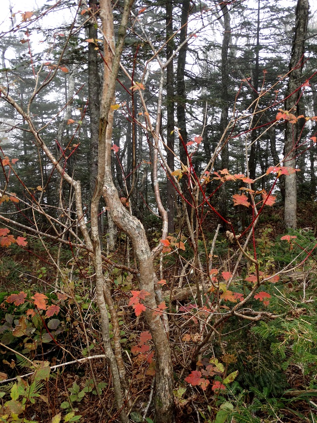 Image of Acer ukurunduense specimen.