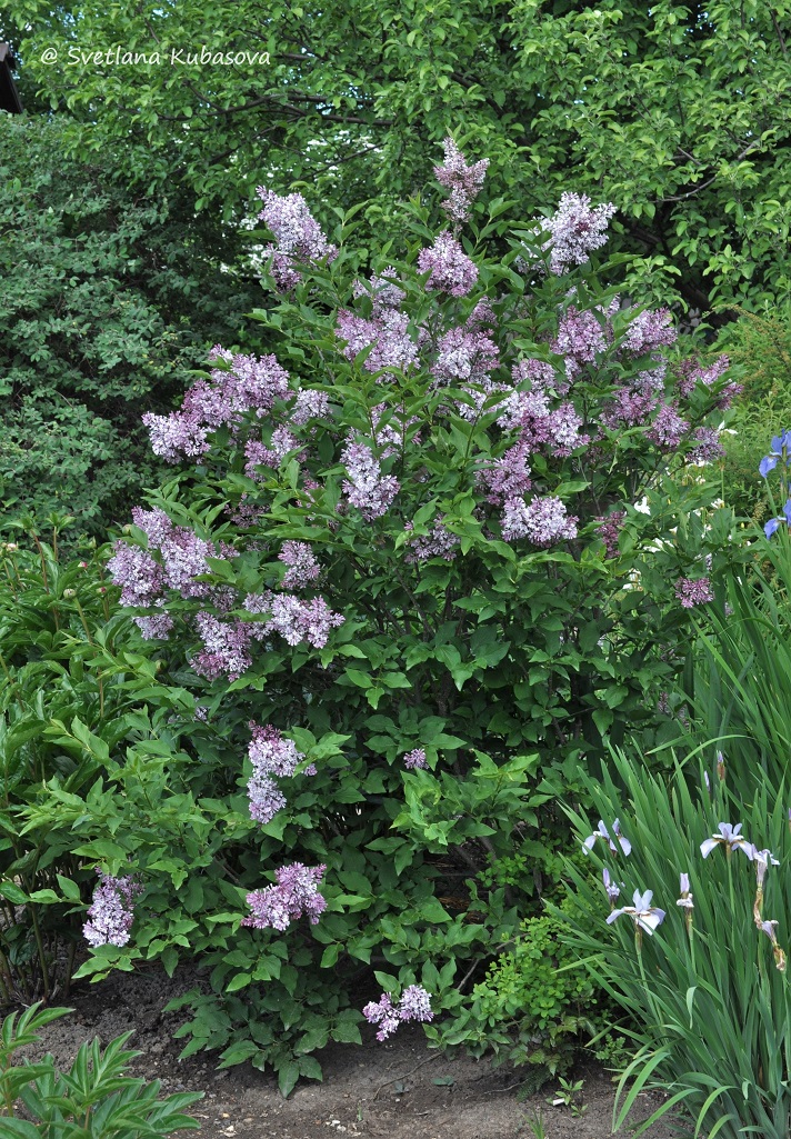 Изображение особи Syringa pubescens ssp. patula.