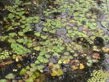 Trapella sinensis. Плавающие растения в сообществе с Salvinia natans. Приморский край, Черниговский р-н, окр. с. Вадимовка, старица р. Илистая. 26.07.2016.