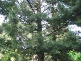 Pinus peuce