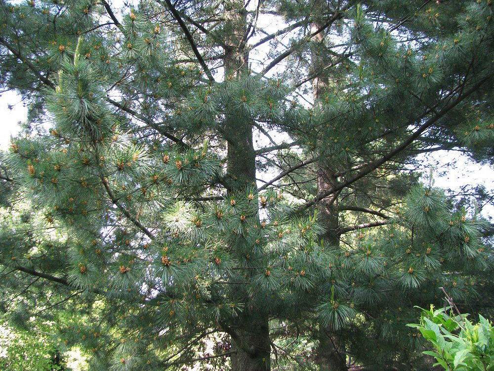 Изображение особи Pinus peuce.