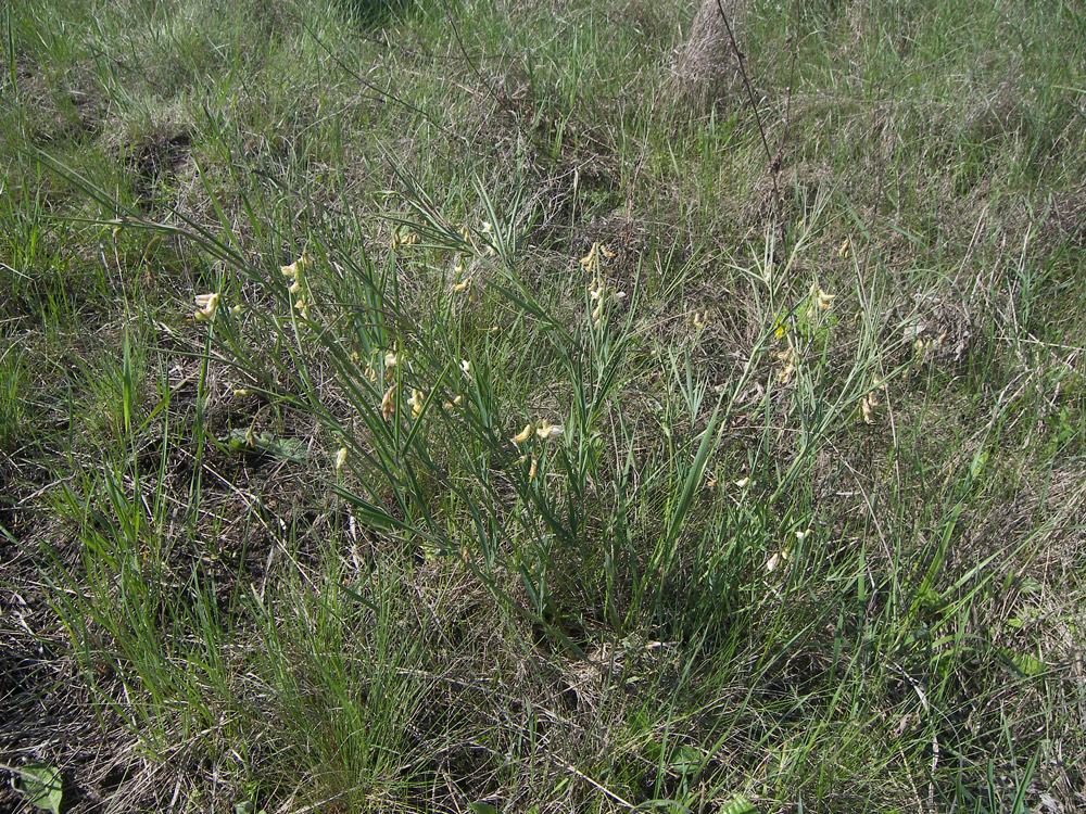 Изображение особи Lathyrus lacteus.