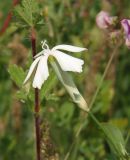 Dianthus elongatus