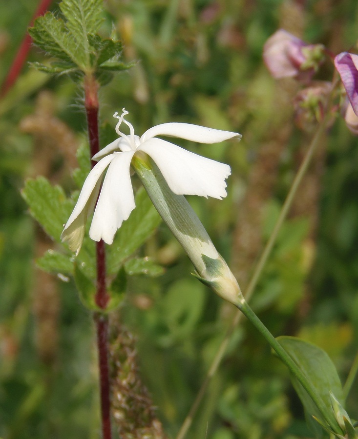 Image of Dianthus elongatus specimen.