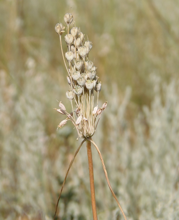 Image of Allium paczoskianum specimen.