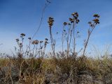 Filifolium sibiricum