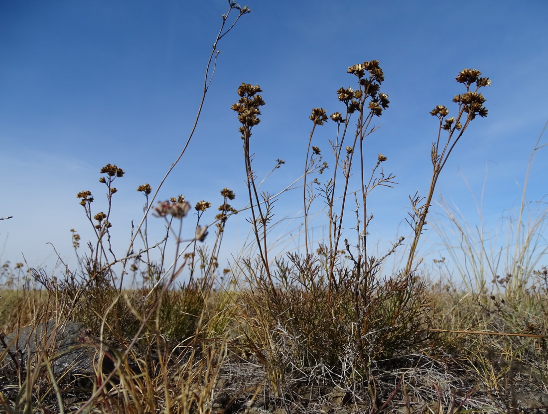 Изображение особи Filifolium sibiricum.