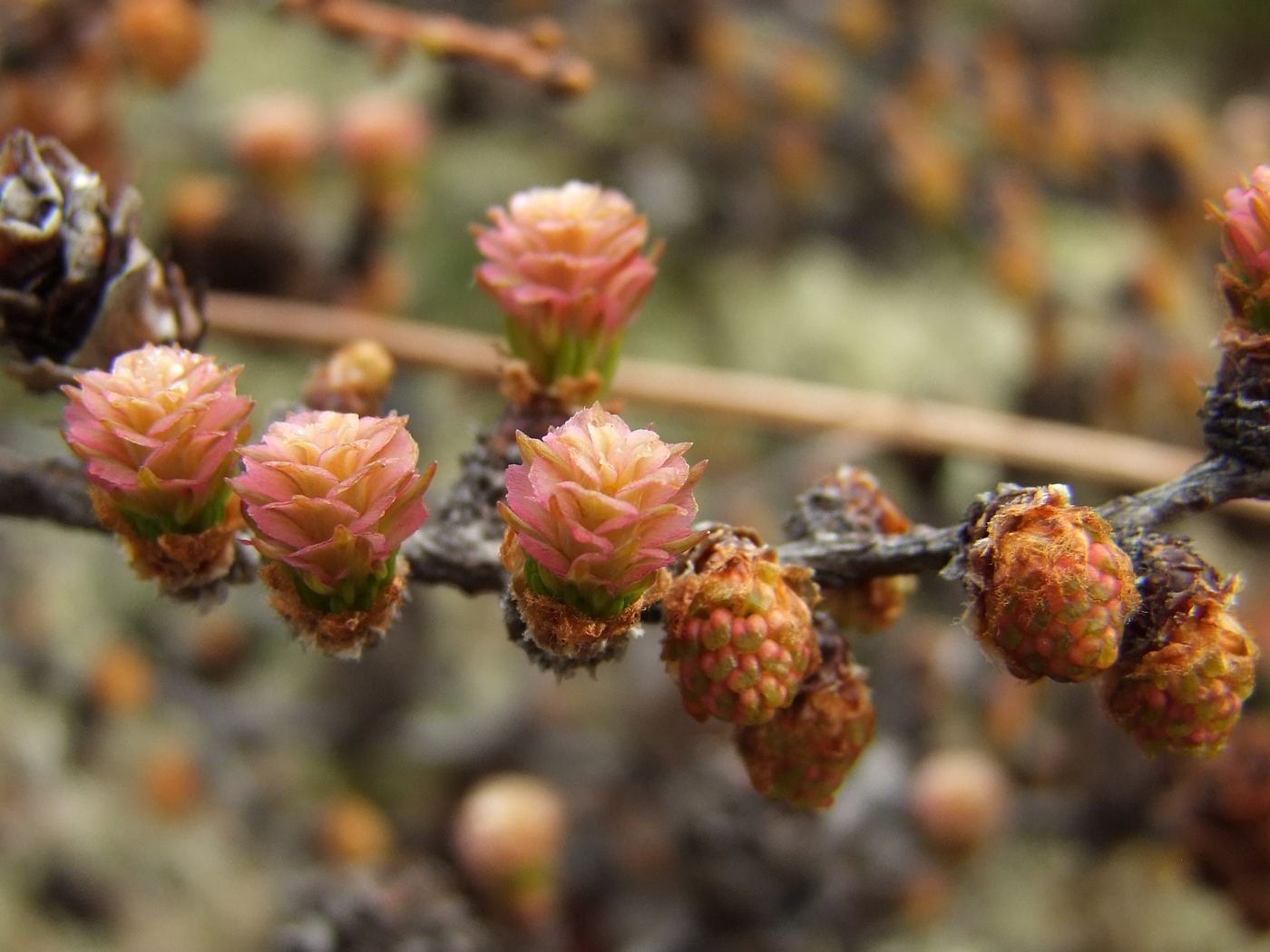 Изображение особи Larix cajanderi.