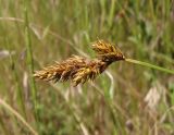 Carex colchica. Верхушка побега с соплодиями. Украина, г. Запорожье, Хортица, центральная часть острова, степной участок. 06.06.2015.