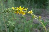 Agrimonia pilosa. Соцветие. Амурская обл., Бурейский р-н, окр. с. Виноградовка, обочина дороги в дубовом лесу. 15.07.2016.