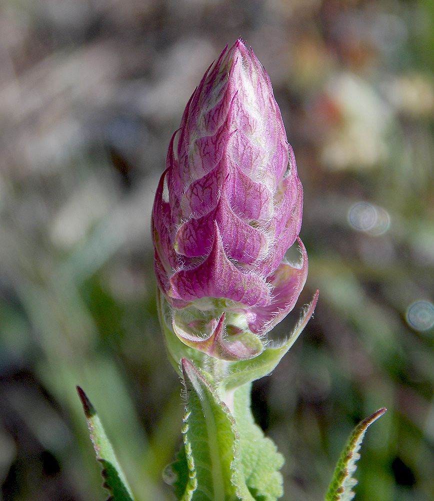 Изображение особи Salvia tesquicola.