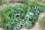 Crambe steveniana