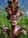 Orobanche minor