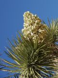 Yucca brevifolia