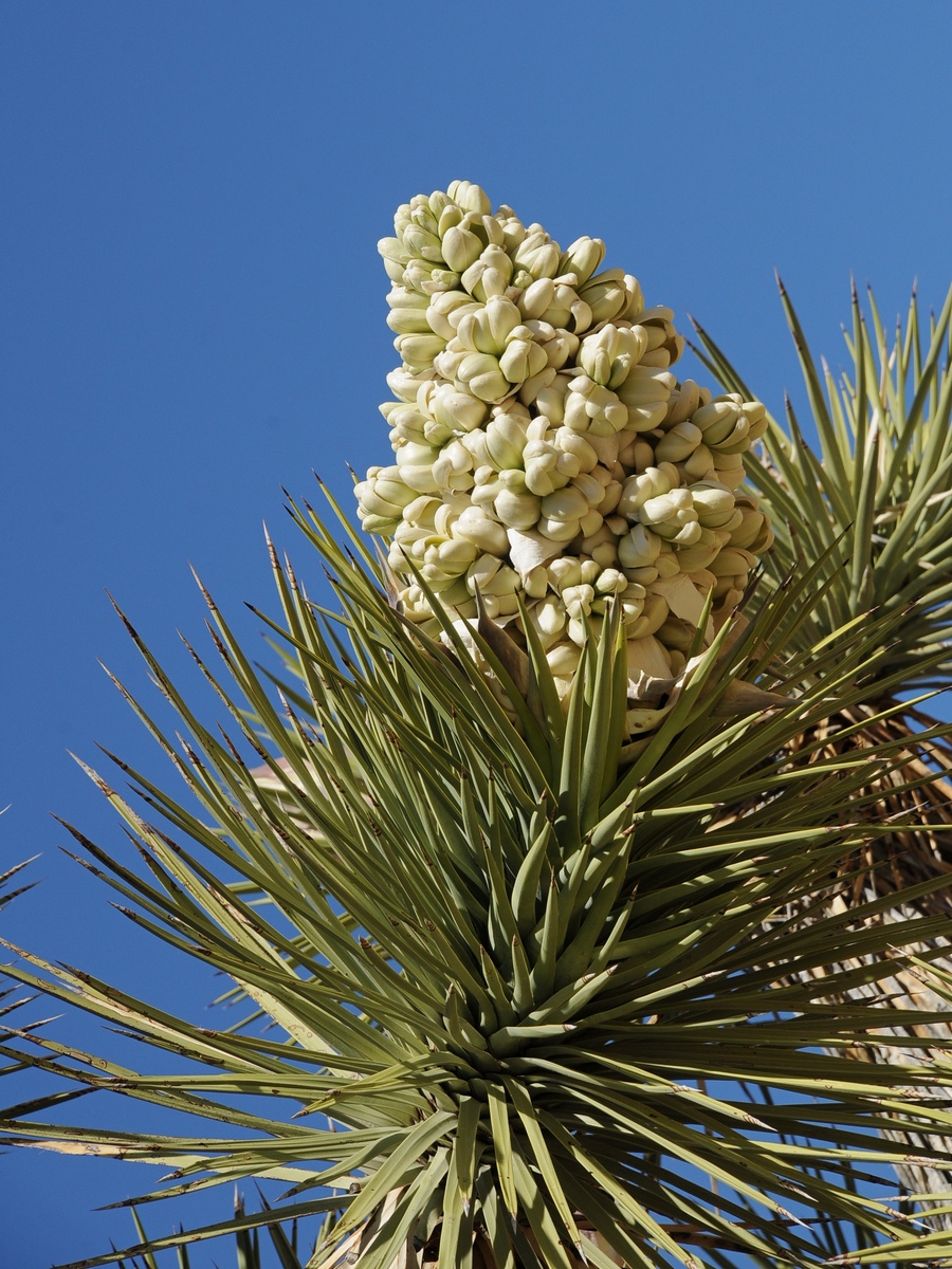 Изображение особи Yucca brevifolia.