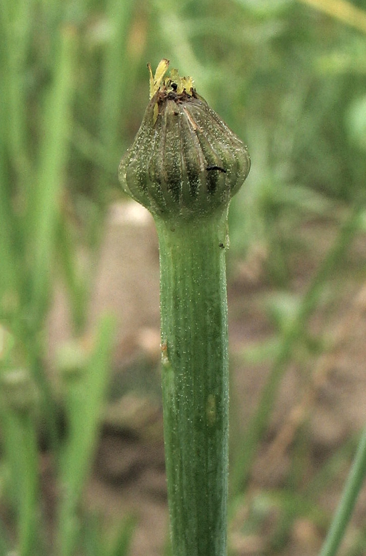 Image of Arnoseris minima specimen.