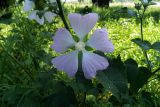 Malva thuringiaca