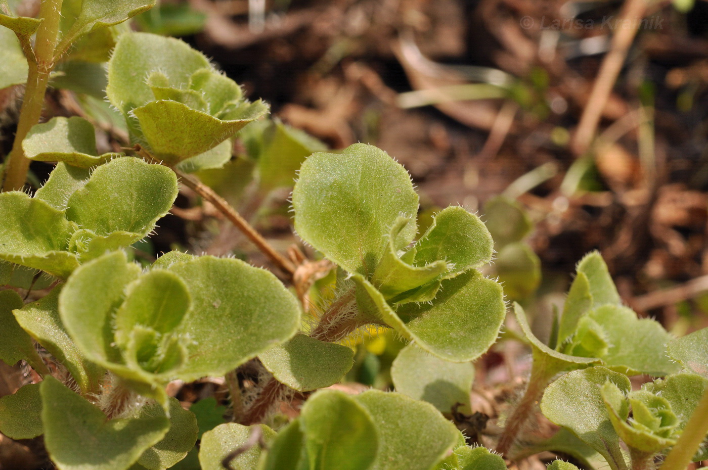 Image of Chrysosplenium pilosum specimen.