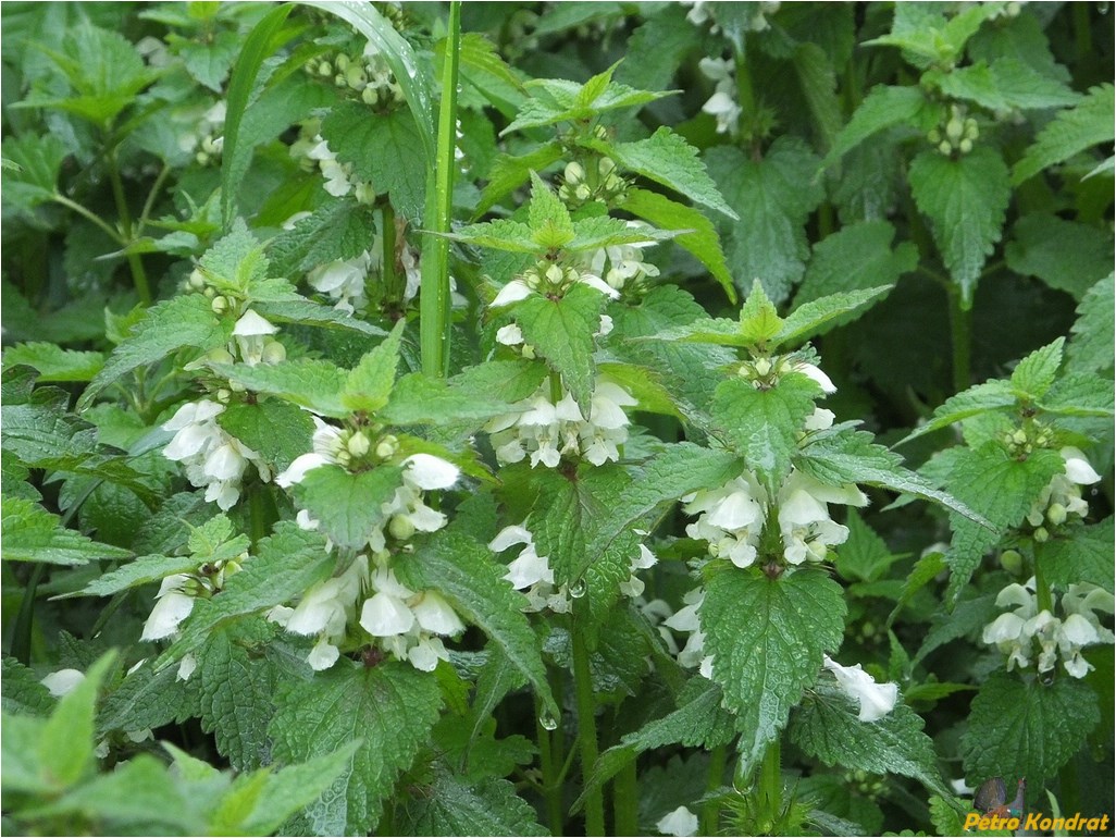 Image of Lamium album specimen.