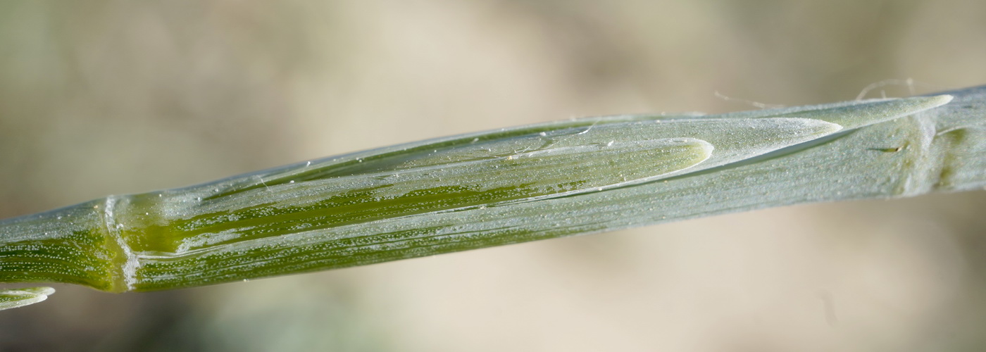 Image of Elytrigia bessarabica specimen.