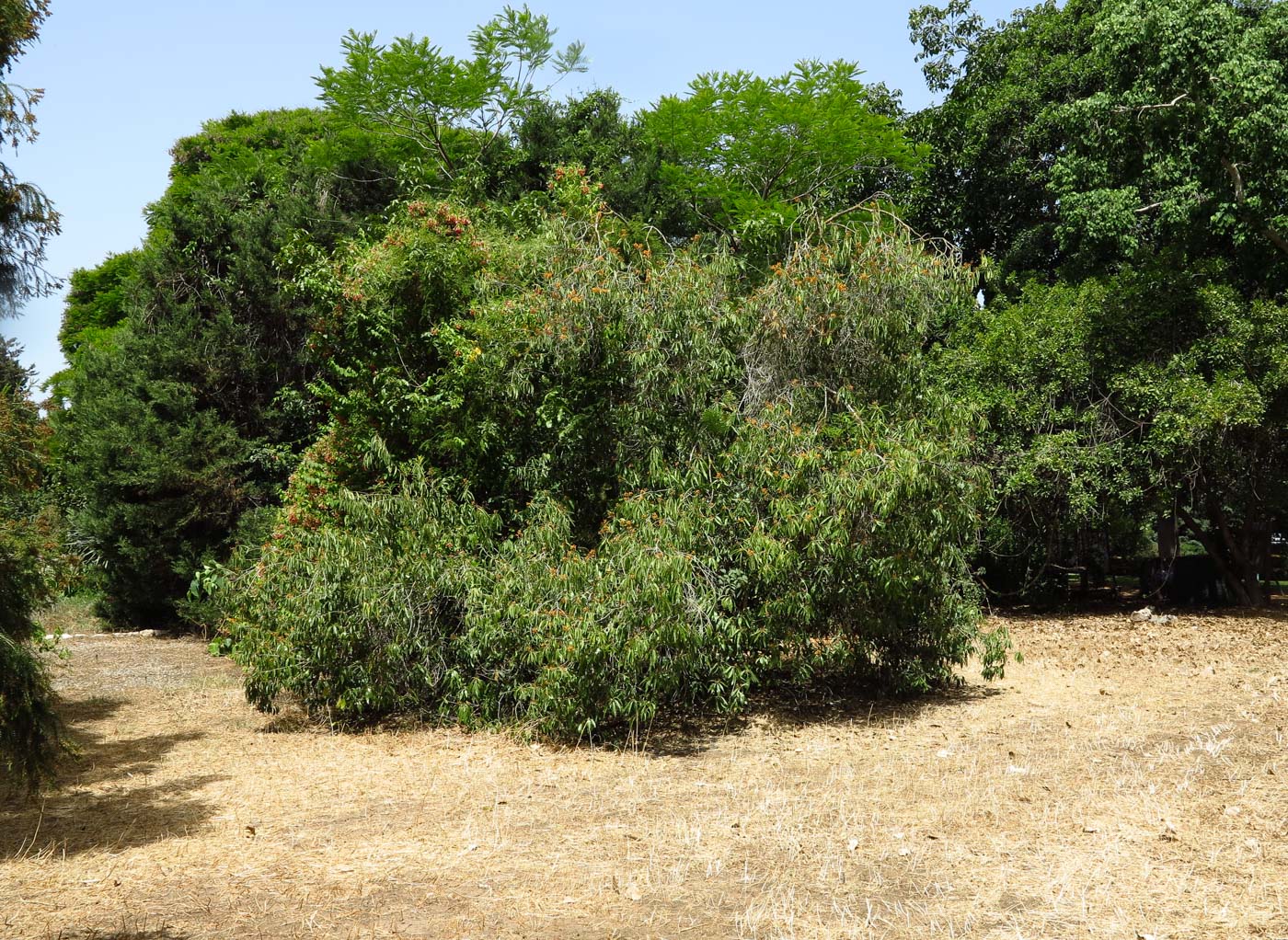 Изображение особи Bontia daphnoides.