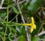 Jasminum fruticans