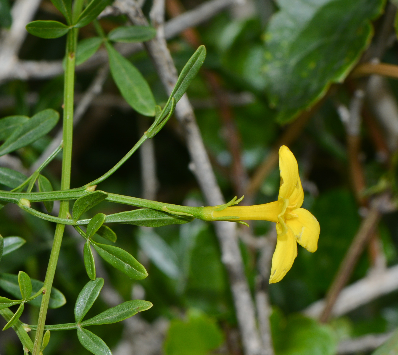 Image of Jasminum fruticans specimen.