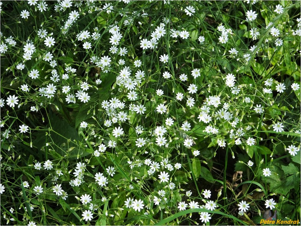 Image of Cerastium sylvaticum specimen.