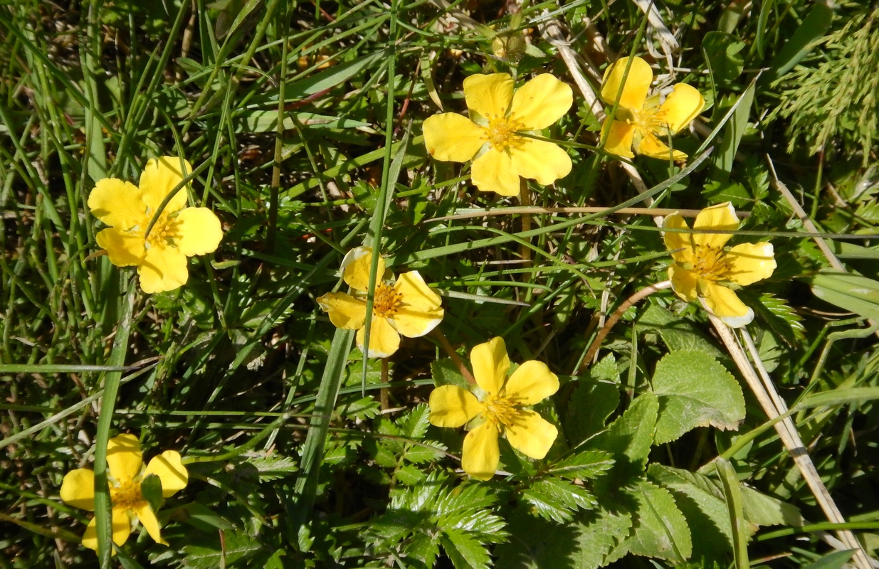 Image of Potentilla anserina ssp. groenlandica specimen.