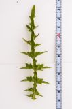 Image of taxon representative. Author is Ренат Рахматуллин