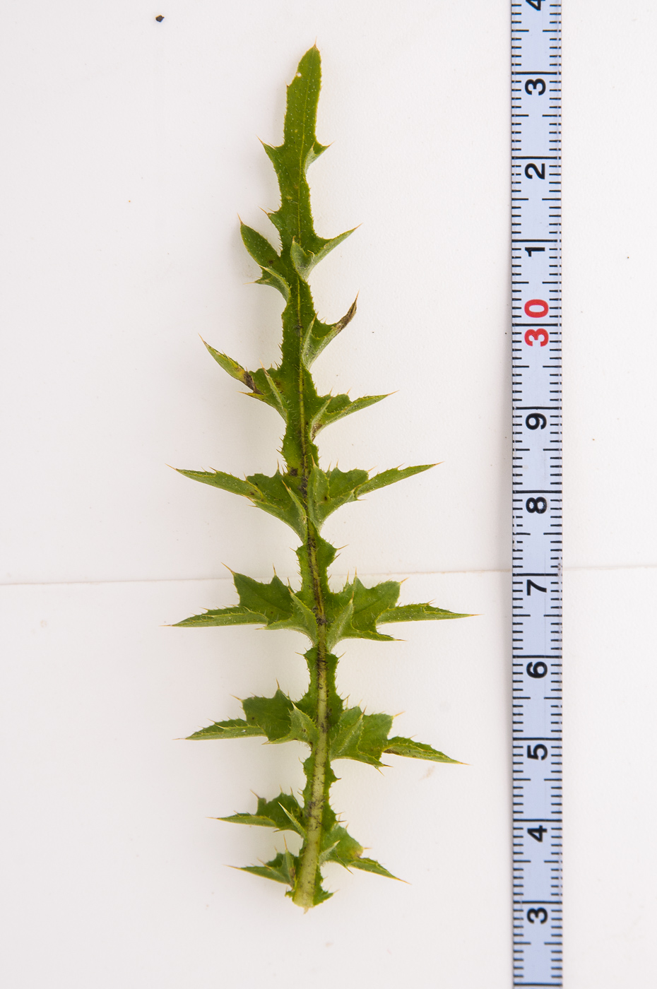 Image of Carduus acanthoides specimen.